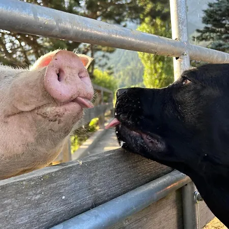 شقة Sonnenschein *