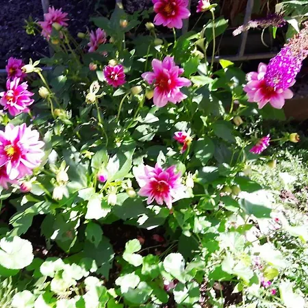 Sonnenschein Appartamento